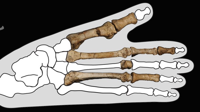 Burtele partial foot 10.jpg